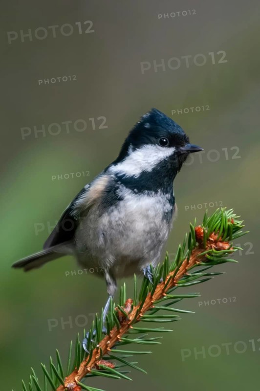 Coal tit, parus ater, periparus ater, pine tit, birds, high size, portrait format, tits, passeri, songbirds, tits, birds