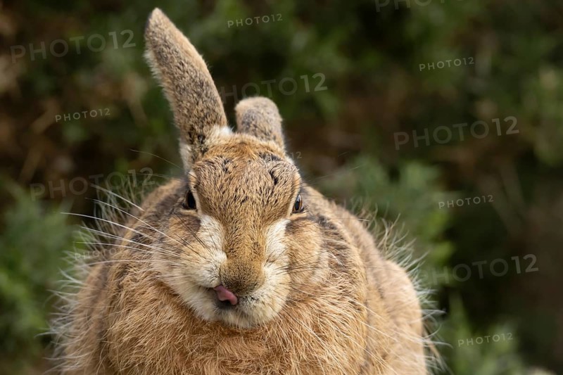 European brown hare (Lepus europaeus) adult animal sticking its tongue out in grassland, England, United Kingdom