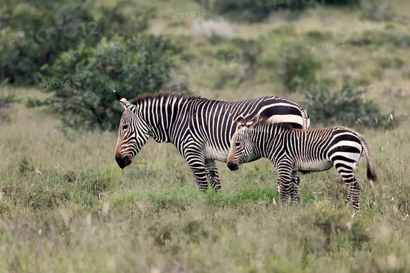 Cape Mountain Zebra (Equus zebra), adult, female, mother, juvenile, alert, feeding, Mountain Zebra National Park, Eastern Cape, South Africa