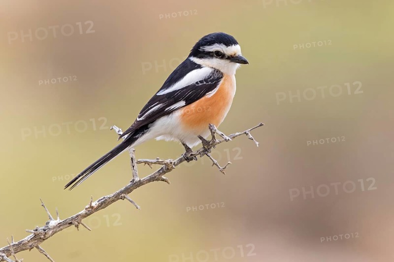 Masked Shrike, (Lanius nubicus), Animals, Birds, Israel