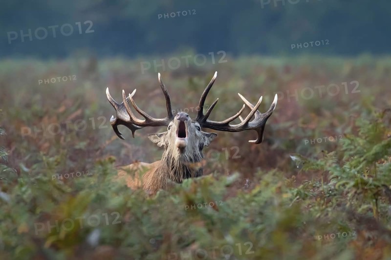 Red deer (Cervus elaphus) adult male stag bellowing during the rutting season in autumn, England, United Kingdom