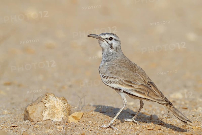 Desert Sandpiper Lark, (Alaemon alaudipes), animals, birds, lark family, biotope, habitat, foraging, Barr Al Hikman, Filim, Ash Sharqiyah South, Oman