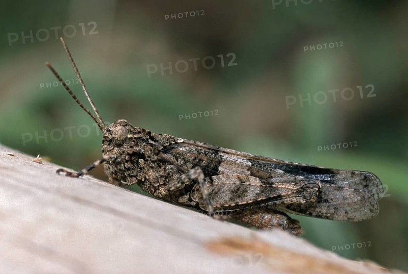 Blue-winged wasteland scare, caelifera, grasshoppers, short-feeler scare, Oedipoda caerulescens, Oedipodinae, blue-winged grasshoppers, grasshoppers, grasshoppers, insects, wasteland scares
