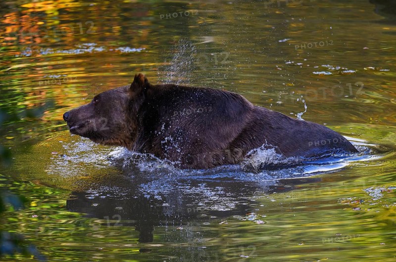 Brown bear (Ursus arctos) bathing, captive, Neuschönau enclosure, Bavarian Forest National Park, Bavaria, Germany