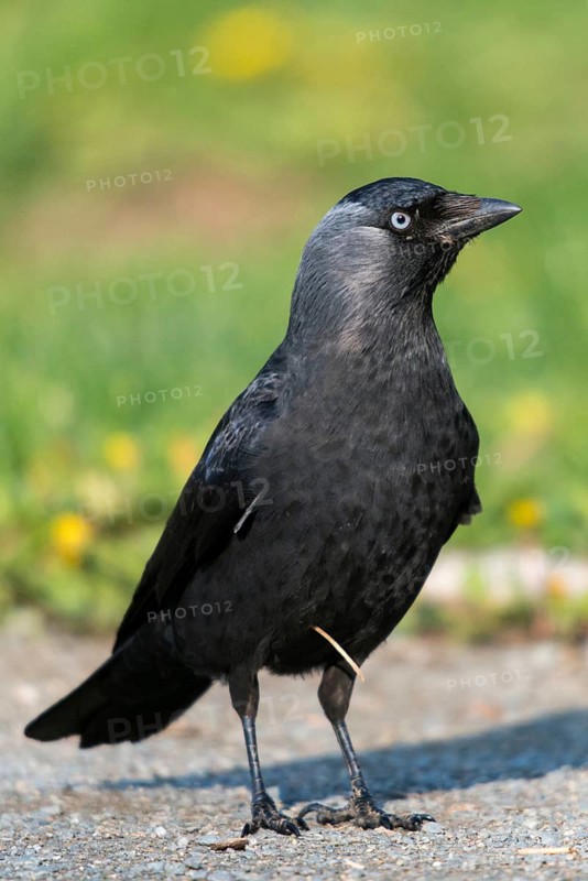Corvus monedula, jackdaw, birds, corvidae family of birds, high size, portrait format, passeri, corvids, songbirds, birds