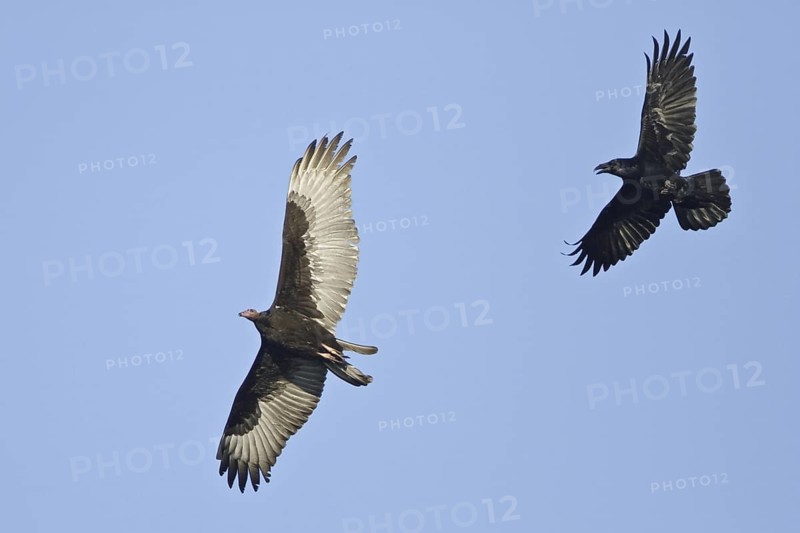 Turkey Vulture (Cathartes aura), British Columbia, Canada