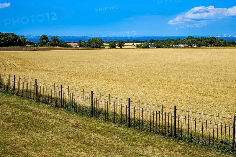 Fence on the edge of a cornfield in a picturesque rural landscape with a view of the sea on the island of Ven off Landskrona, Skåne, Sweden. Fence at the Edge of a Grain Field in a Picturesque Rural Landscape with a View of the Sea on the Island of Ven, off Landskrona, Scania, Sweden