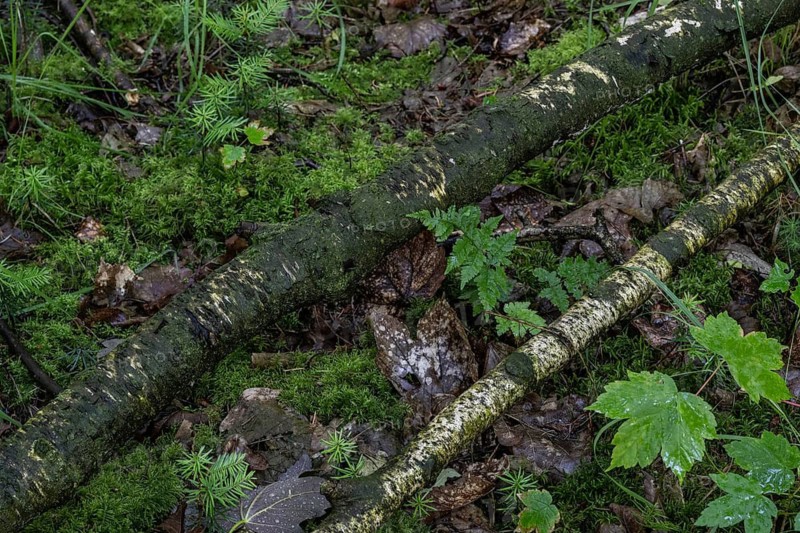 Birch trunks (Betula pendula) on the forest floor, Emsland, Lower Saxony, Germany