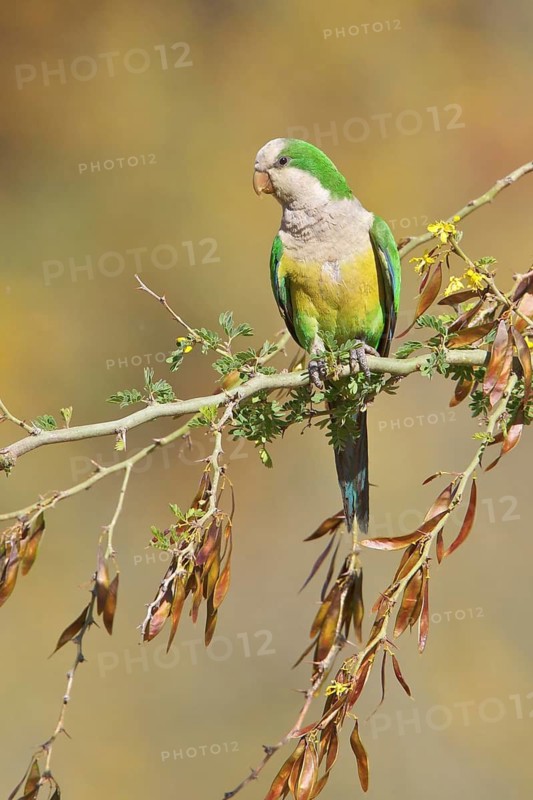 Cliff Parakeet (Myiopsitta luchsi) perched on a branch in Bolivia, South America