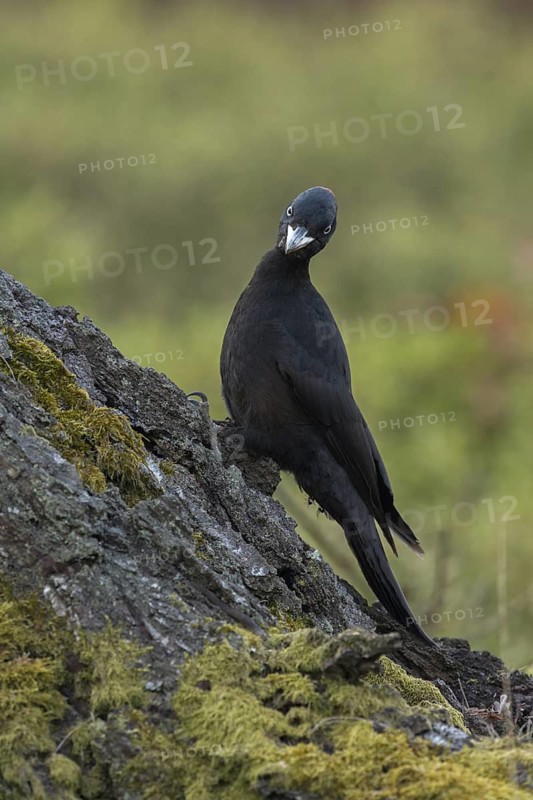 Black Woodpecker (Dryocopus martius) female perched on a stump, North Rhine-Westphalia, Germany