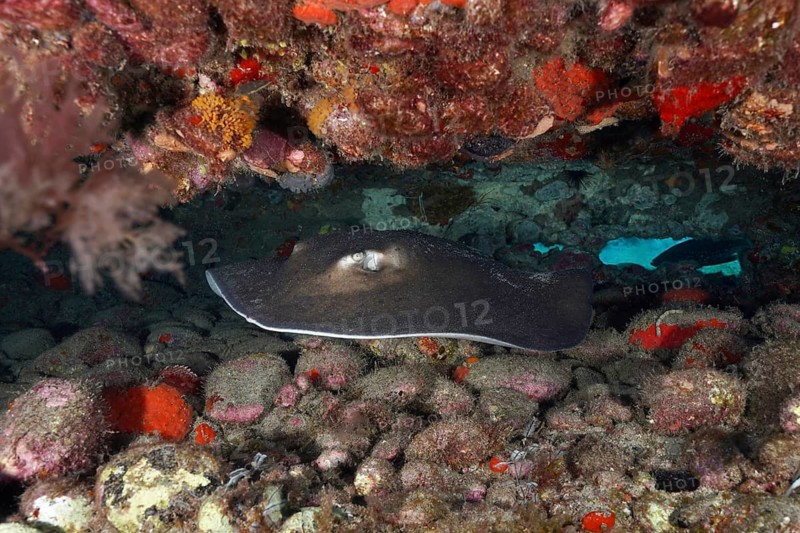 A stingray, the round stingray (Taeniura grabata), rests on a stony seabed dotted with red rocks, at the Pasito Blanco Reef dive site, Arguineguín, Gran Canaria, Spain, Atlantic Ocean