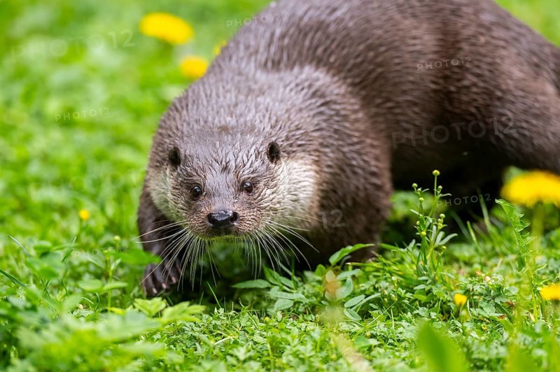 Eurasian otter (Lutra lutra) on a meadow, Bavaria, Germany