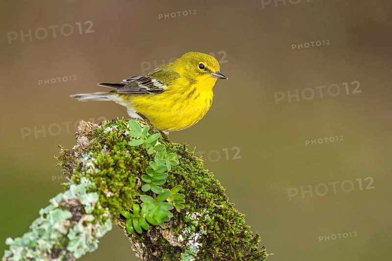 Pine Warbler (Setophaga pinus) male perched on an old mossy branch, Texas, USA