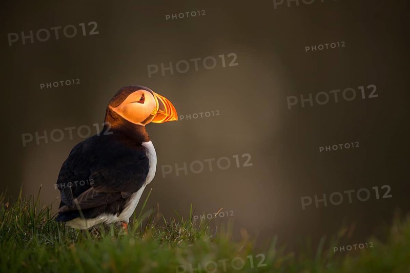 Atlantic Puffin (Fratercula arctica), Látrabjarg, Iceland