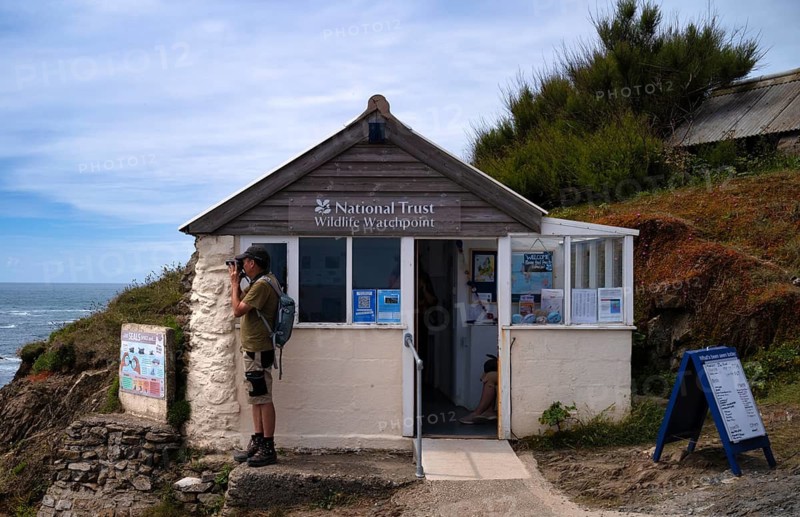 Man observing wild animals with binoculars, Wildlife Watchpoint, Observation House and Information Center for Nature Lovers and Wildlife Observation, National Trust, Lizard Point, Lizard Bay, Polpeor, Cornwall, England, Great Britain, Great Britain