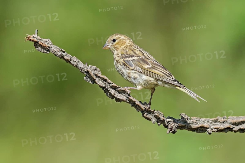 European Serin (Serinus serinus) juvenile perched on a branch, Aosta Valley, Italy