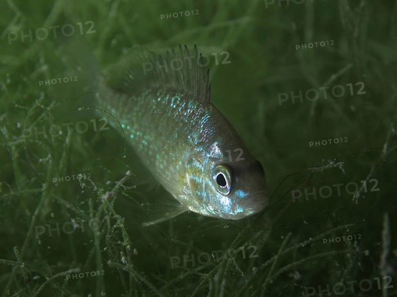 Pumpkinseed sunfish (Lepomis gibbosus) with shimmering colouration in the green water. Dive site Schoggiwand, Lake Zurich, Kilchberg, Zurich, Switzerland