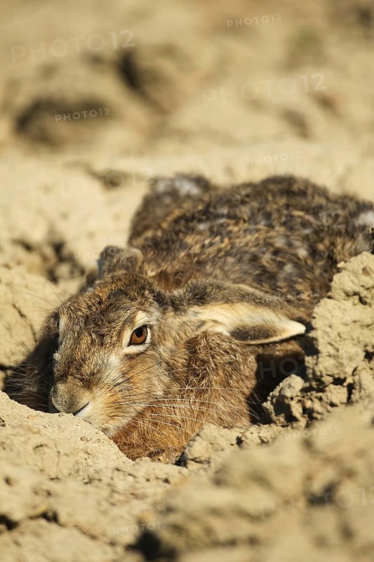 European hare (Lepus europaeus) squeezing into a field furrow, Lower Austria, Austria