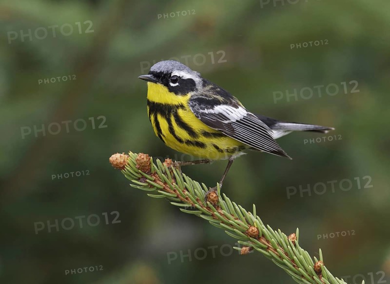Magnolia Warbler (Setophaga magnolia), Maine, USA