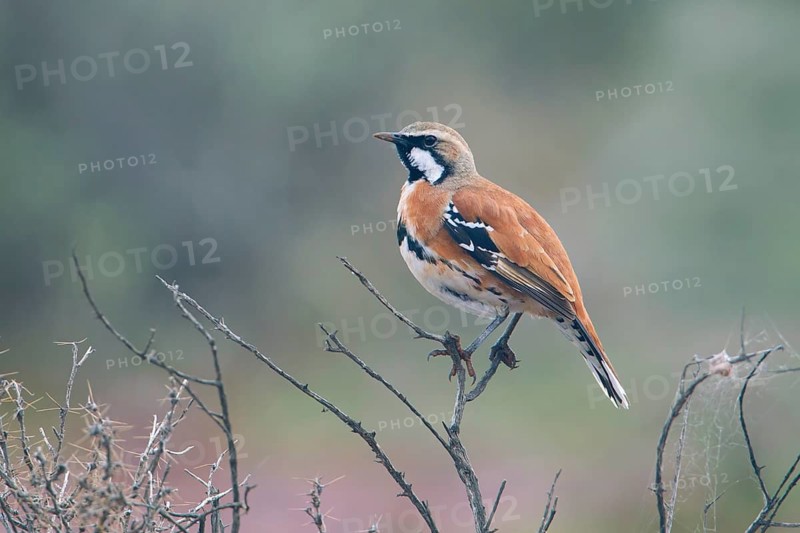Cinnamon Quail-thrush (Cinclosoma cinnamomeum) male, South Australia, Australia