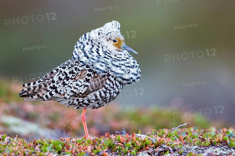 Ruff (Calidris pugnax) male displaying, Finnmark, Norway