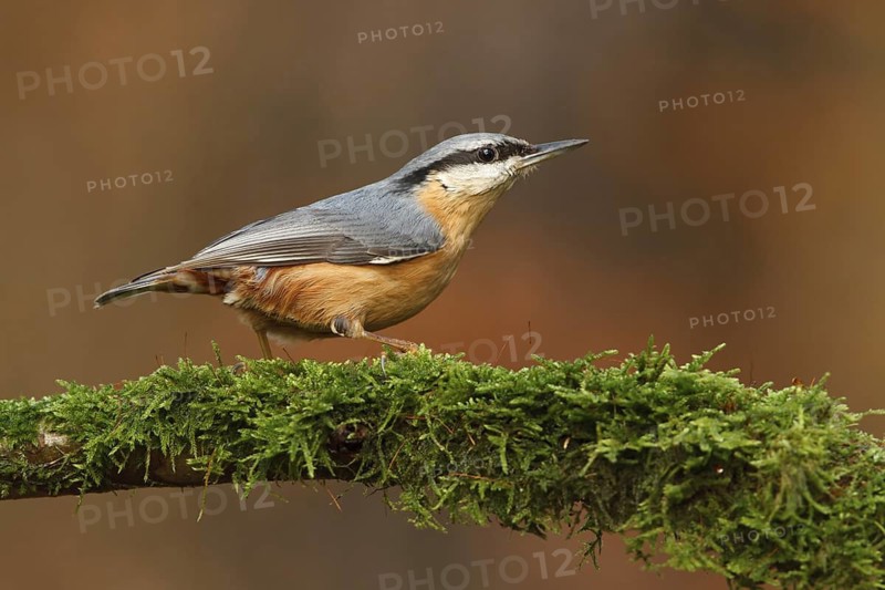 Eurasian Nuthatch (Sitta europaea), Utrecht, Netherlands