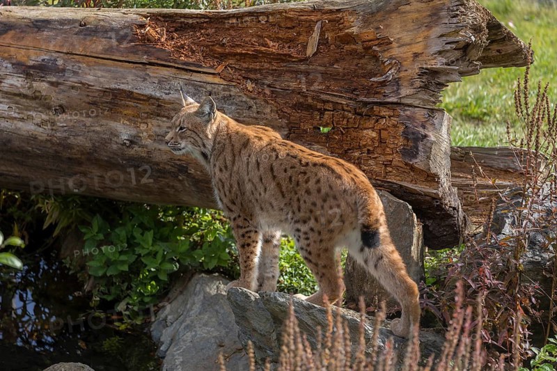 One Eurasian lynx, (Lynx lynx), sitting on a rock with a some green vegetation, a pond and a log in the background
