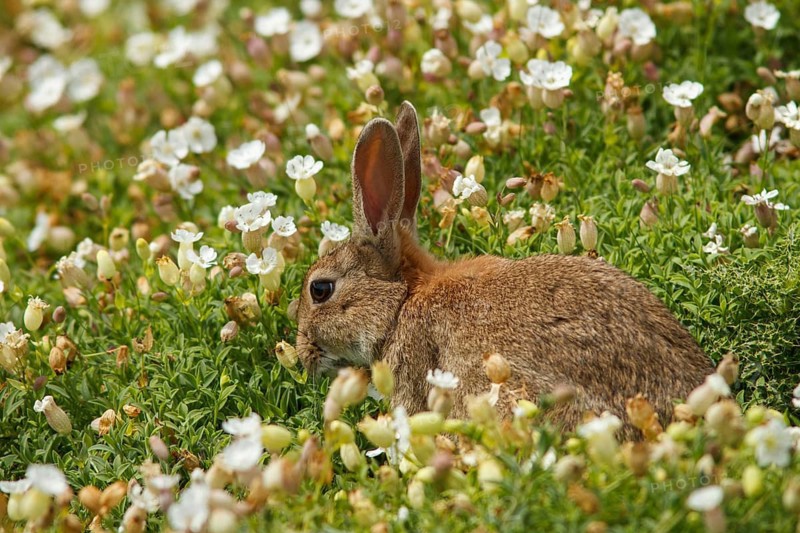 European Rabbit (Oryctolagus cuniculus), feeding on field, Isle of May, Scotland, United Kingdom