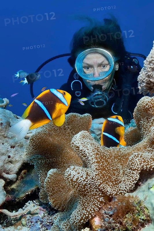 Diver looking at a pair of orange-fin clownfish (Amphiprion chrysopterus) at close range Blue-banded anemonefish Clownfish Nemo damselfish live in symbiosis symbiotic behaviour with Stichodactyla mertensii sea anemone, Pacific Ocean