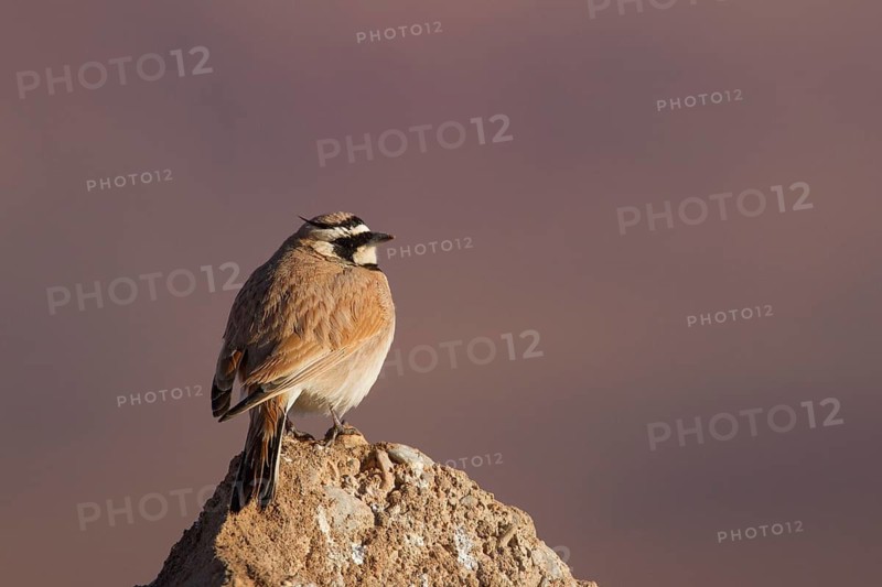 Temminck's Lark (Eremophila bilopha), Morocco