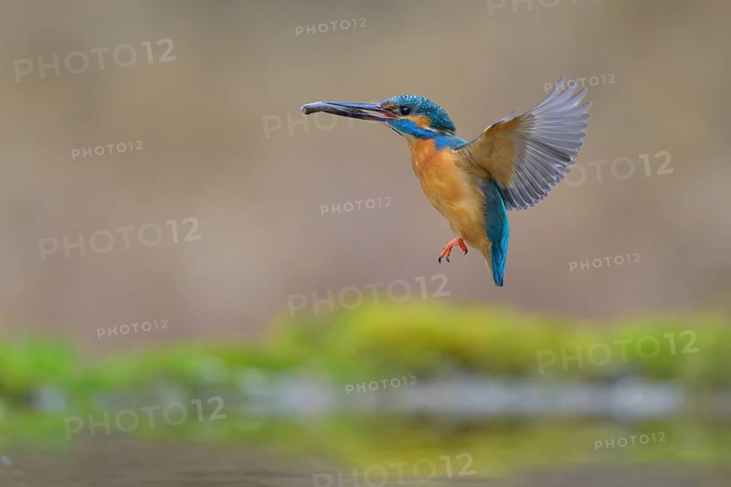 Kingfisher (Alcedo atthis), in flight with fish in its beak, Lechauen, Bavaria, Germany