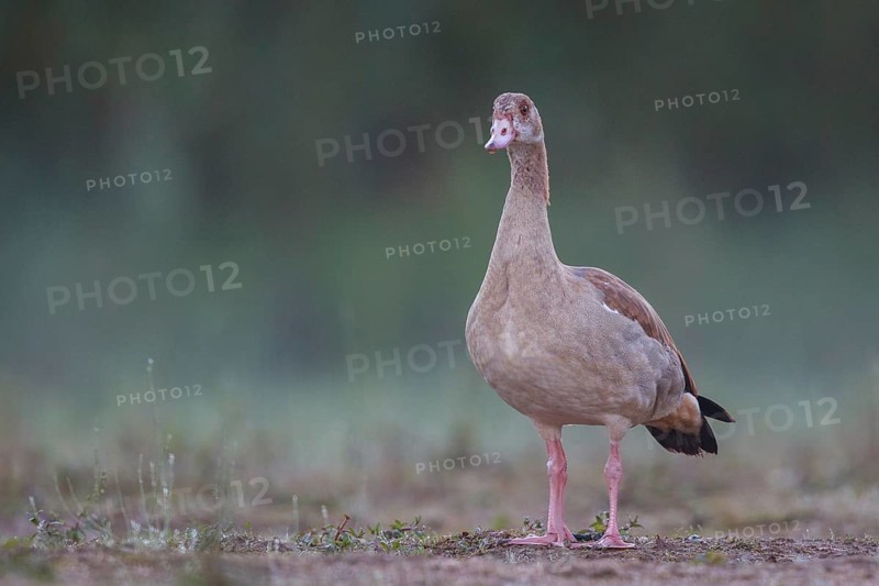 Egyptian Goose (Alopochen aegyptiaca) juvenile, North Rhine-Westphalia, Germany