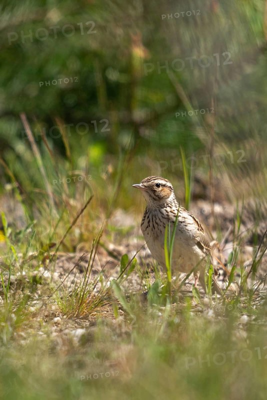 Brandenburg, Germany, headlark, Lullula Arborea, Nabu project, national natural heritage, natural paradise Grünhaus, Woodlark, post-mining landscape, birds, green house, high size, portrait format, passeri, songbirds, birds