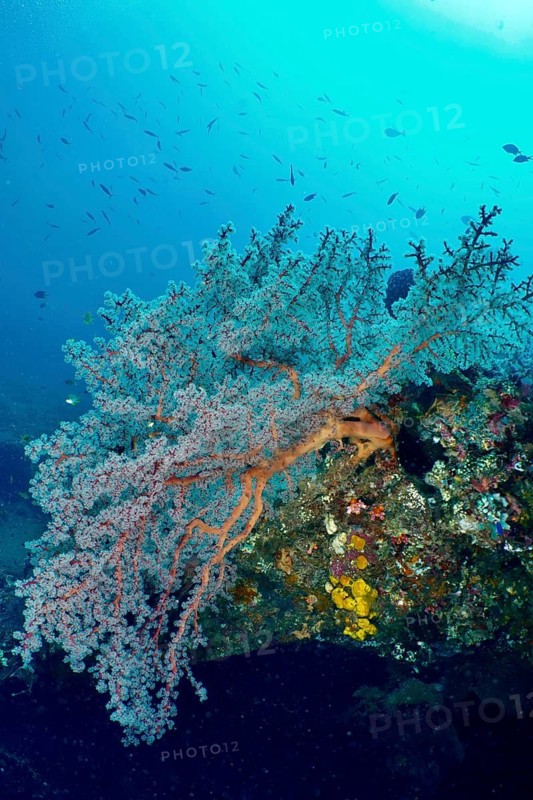 A fascinating red fan coral (Melithaea ochracea) resting on colourful underwater rocks, surrounded by the blue sea, at the USAT Liberty dive site, Tulamben, Bali, Indonesia