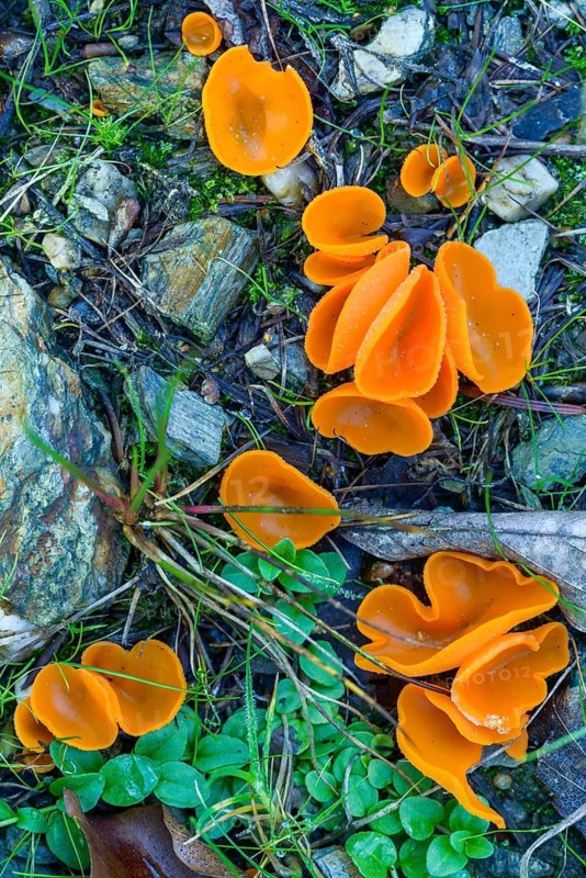 Aleuria aurantia, fiery red mug mushroom, common orange mug, orange mug, orange-red mug, peziza aurantia, fungi, fungus, high size, portrait format, orange peel fungus, mushrooms