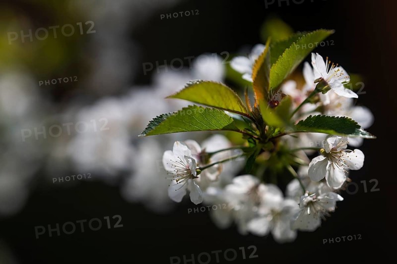 Blossoming cherry blossom branch, Baden-Württemberg, Germany
