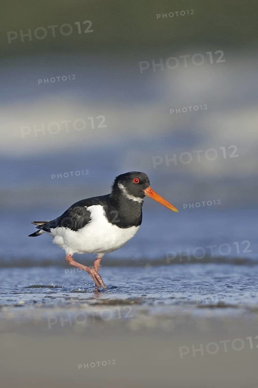 Eurasian Oystercatcher (Haematopus ostralegus) juvenile, Netherlands
