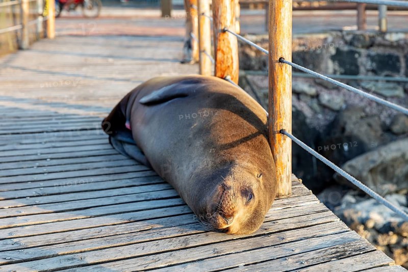 Sea lion (Zalophus wollebaeki), San Cristobal, Galapagos, Ecuador