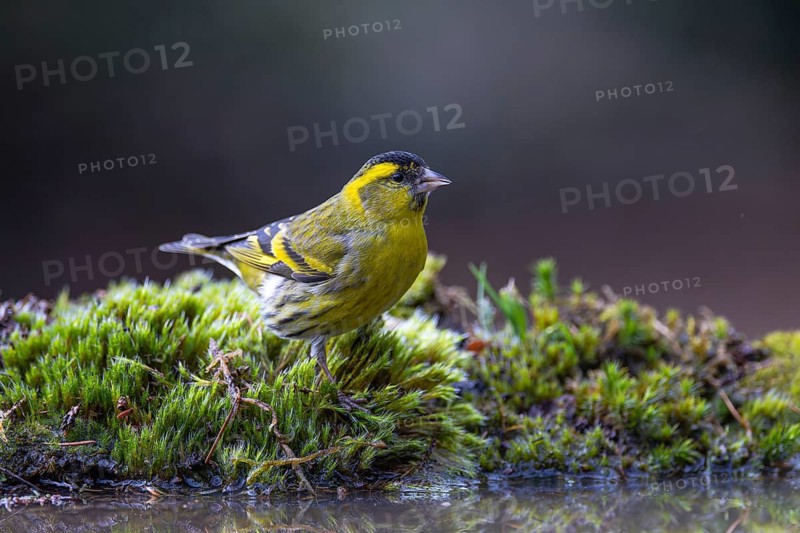 Eurasian Siskin (Spinus spinus) male at a waterhole, North Rhine-Westphalia, Germany