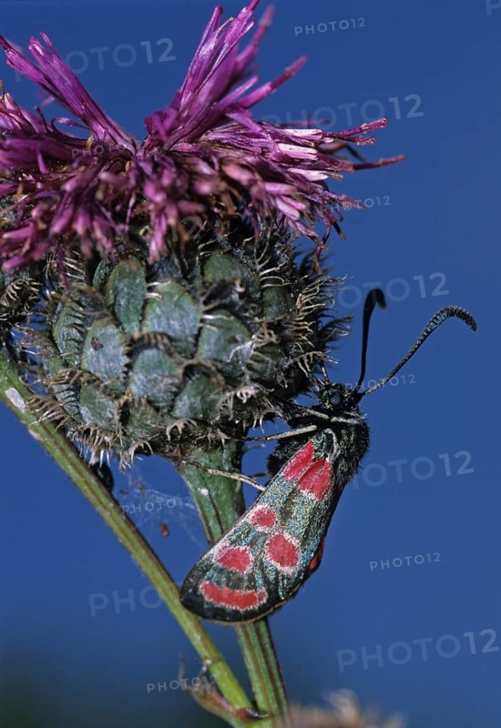 Carniolane burnet, eastern burnet moth, esparset ram, Carniola ram, zygaena carniolica, blood droplets, butterfly, high size, portrait format, insects, moth, butterfly, ram