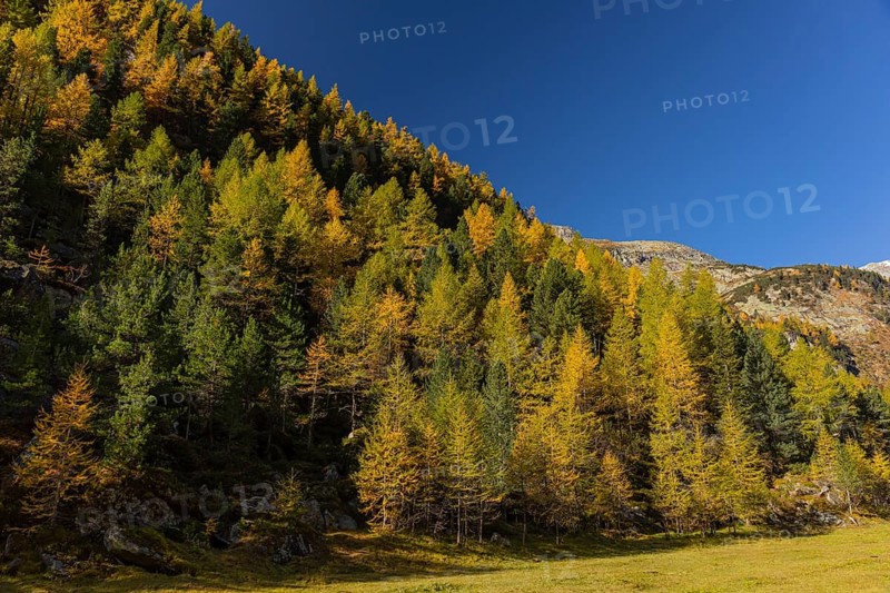 A mountain forest in fall foliage on a bright sunny morning. Seen from the Malta Hochalm road. Carithia, Austria