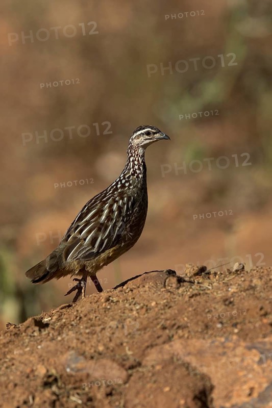 Crested Francolin (Dendroperdix sephaena grantii) perched on the ground, Lake Mburo National Park, Uganda