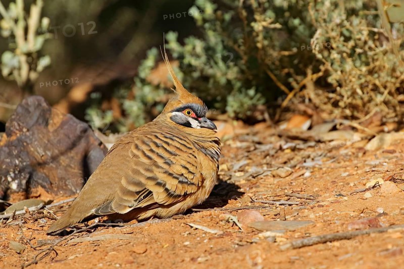Spinifex Pigeon (Geophaps plumifera) resting on the ground, Northern Territory, Australia