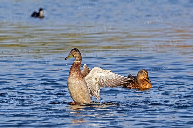 Mallard, wild duck (Anas platyrhynchos) female flapping wings while swimming in pond in summer