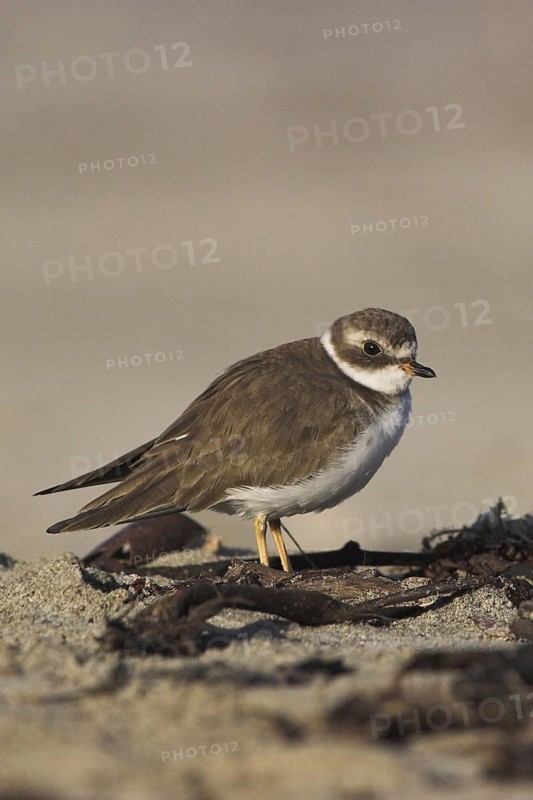 Semipalmated Plover (Charadrius semipalmatus), Costa Rica