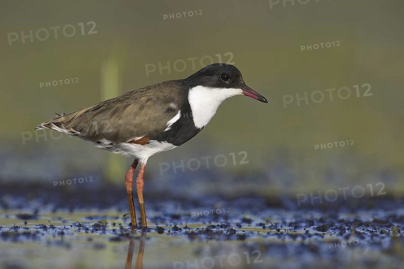 Red-kneed Dotterel (Erythrogonys cinctus), Victoria, Australia