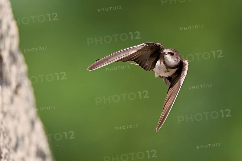 Sand martin (Riparia riparia), approaching the breeding tube, Reussegg nature reserve, Canton Aargau, Switzerland