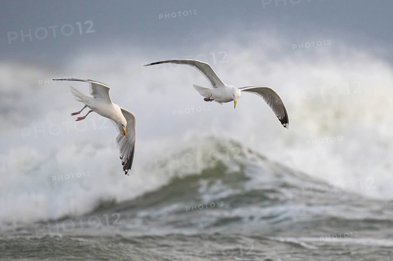 Herring gulls (Larus argentatus) in flight over the surf looking for starfish, Hvide Sande, North Sea, Denmark