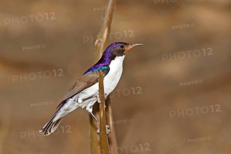 Eastern Violet-backed Sunbird (Anthreptes orientalis) male, Lake Baringo, Kenya