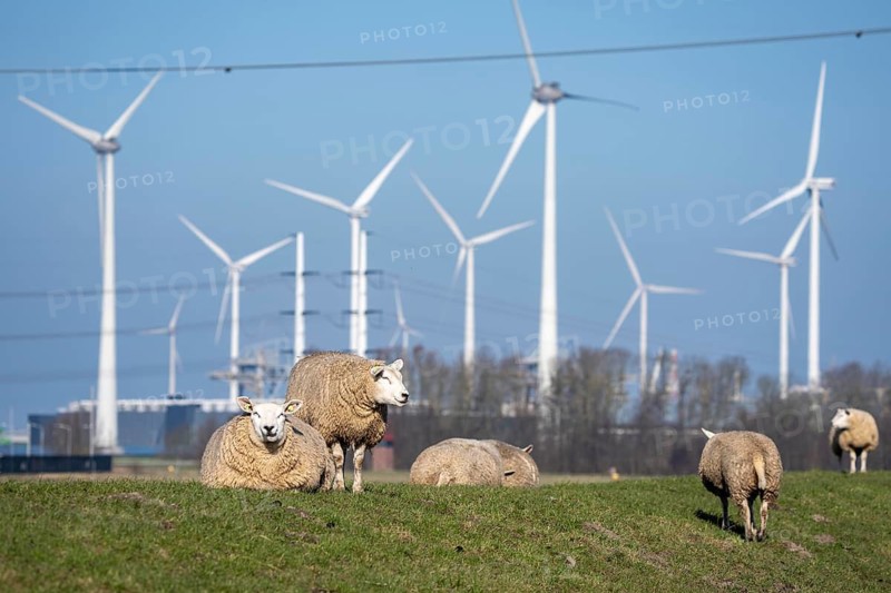 Sheep on a dike in Eemshaven, wind farm, the Netherlands
